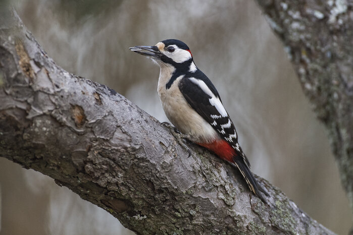 Foto: Ola Jennersten / WWF-Sweden