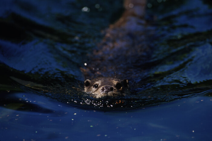 Foto: Sanchez Lope / WWF