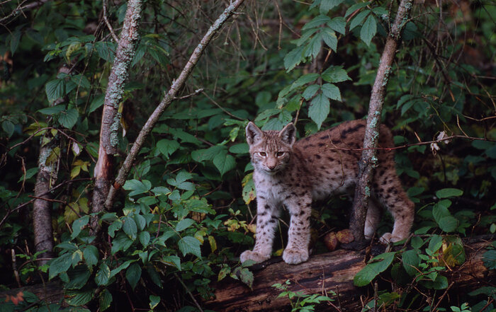 Foto: Fritz Pölking / WWF