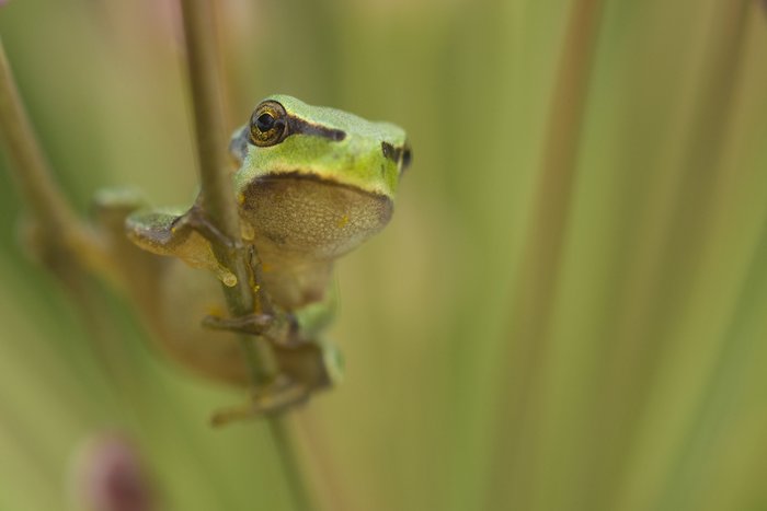Foto: Wild Wonders of Europe / Dietmar Nill / WWF