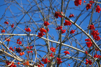 Foto: Nora Kaiser-Hungerbühler