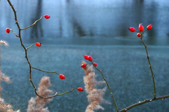 Foto: Nora Kaiser-Hungerbühler