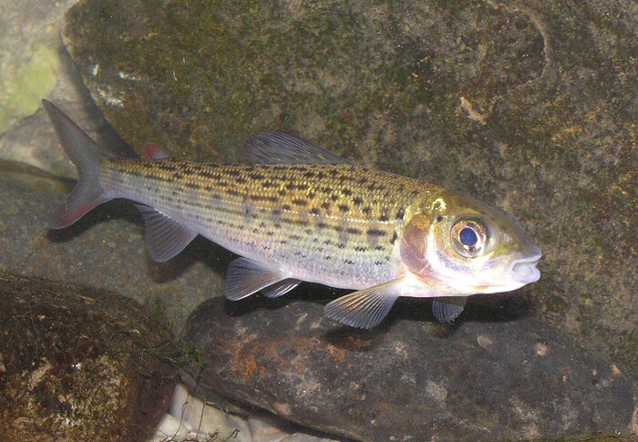 Foto: Pavel Cech, from FishBase