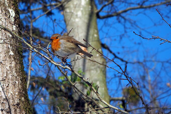 Foto: Nora Kaiser-Hungerbühler