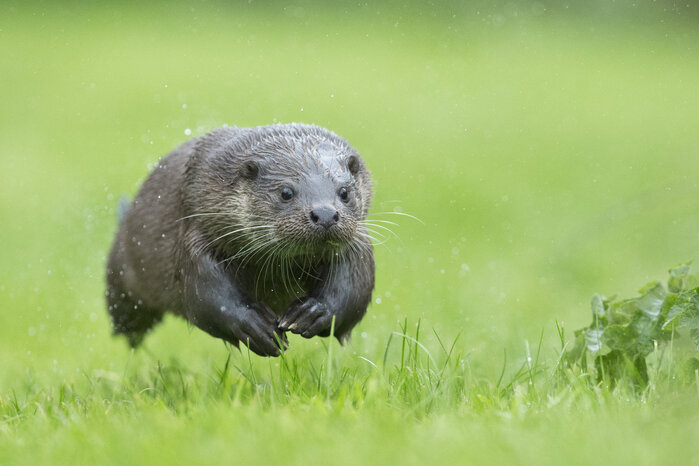 Foto: naturepl.com / Andy Rouse / WWF
