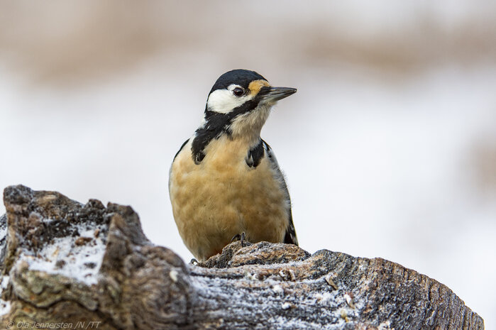Foto: Ola Jennersten / WWF-Sweden