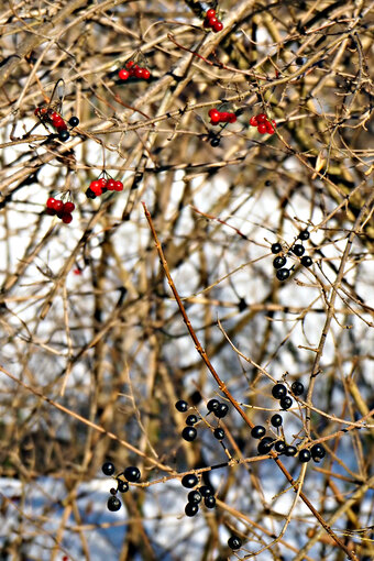 Foto: Nora Kaiser-Hungerbühler