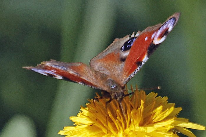 Foto: Kari Schnellmann