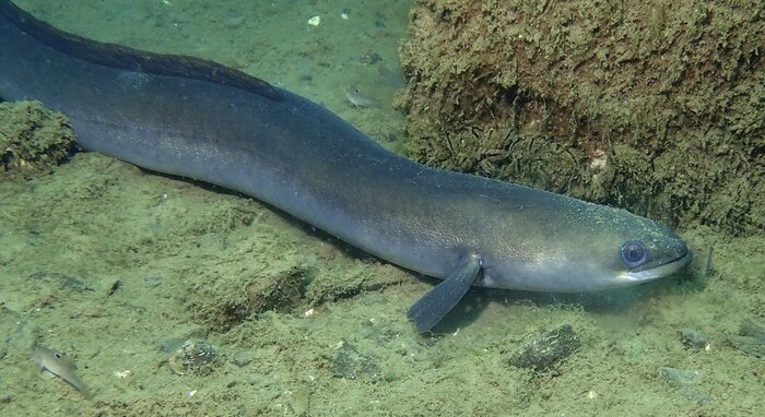 Foto: vranken martin, from FishBase