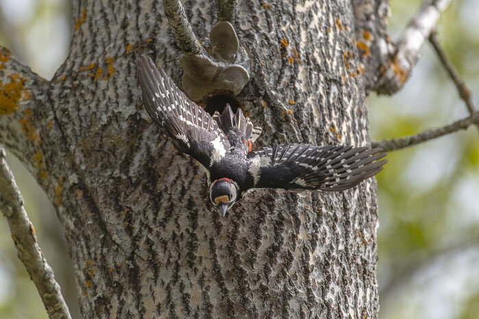 Foto: Ola Jennersten / WWF-Sweden